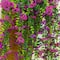 30" UV Resistant Artificial Daisy Hanging Bushes, 6ct.